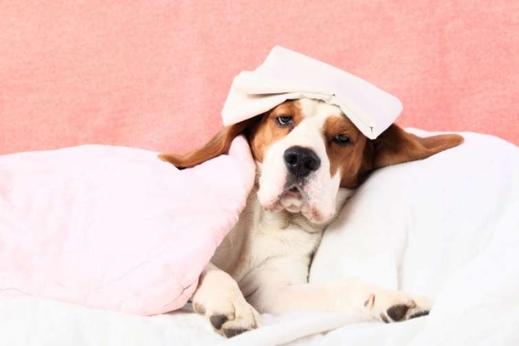 Bronchite canina: cause, sintomi e rimedi