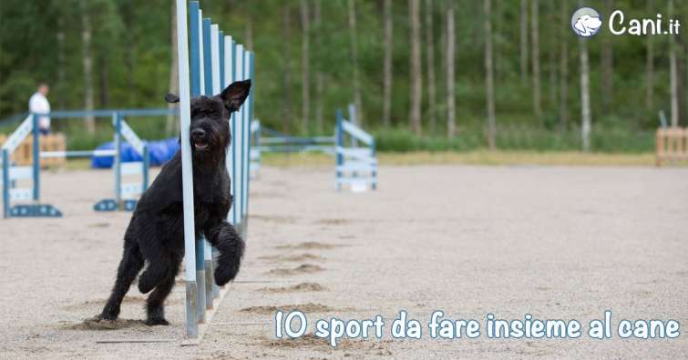 10 Sport insieme al cane