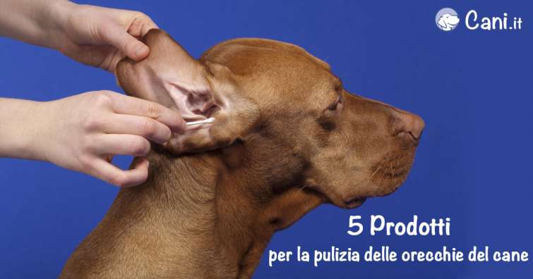 5 prodotti per la pulizia delle orecchie del cane