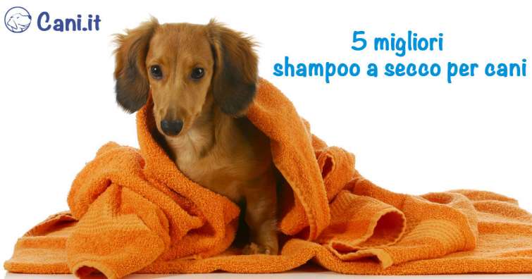 I 5 migliori shampoo a secco per cani
