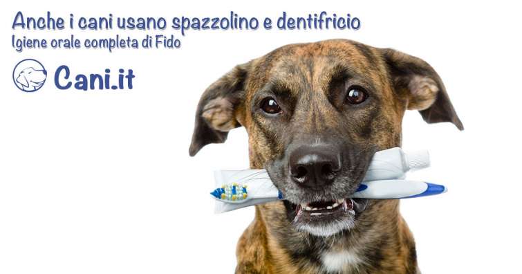 Anche i cani usano spazzolino e dentifricio: igiene orale completa di Fido