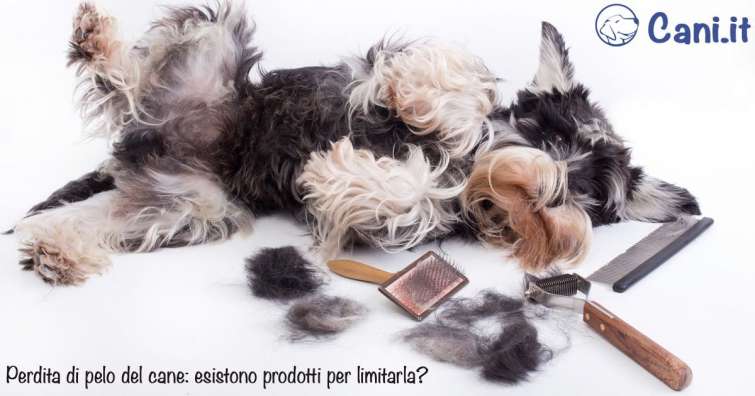 Perdita di pelo del cane: esistono prodotti per limitarla?