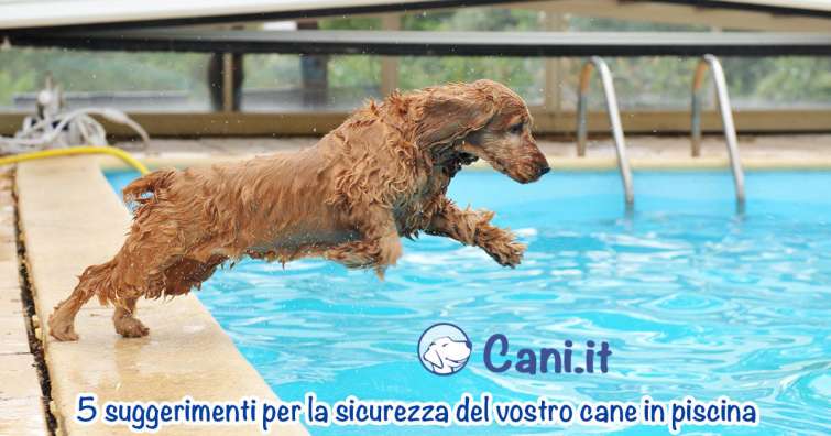 5 suggerimenti per la sicurezza del vostro cane in piscina