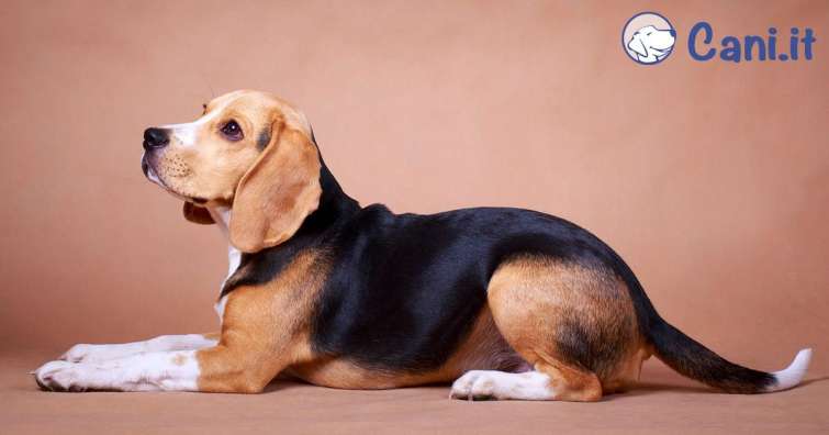Cosa bisogna sapere prima di prendere un beagle