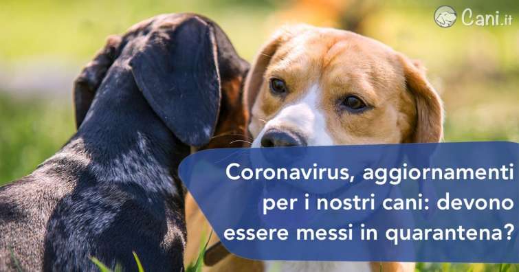 Coronavirus, aggiornamenti per i nostri cani: devono essere messi in quarantena?