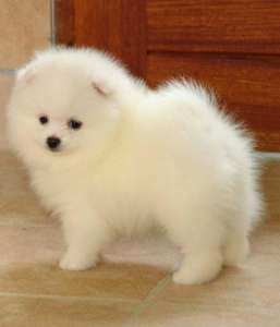 Pomerania