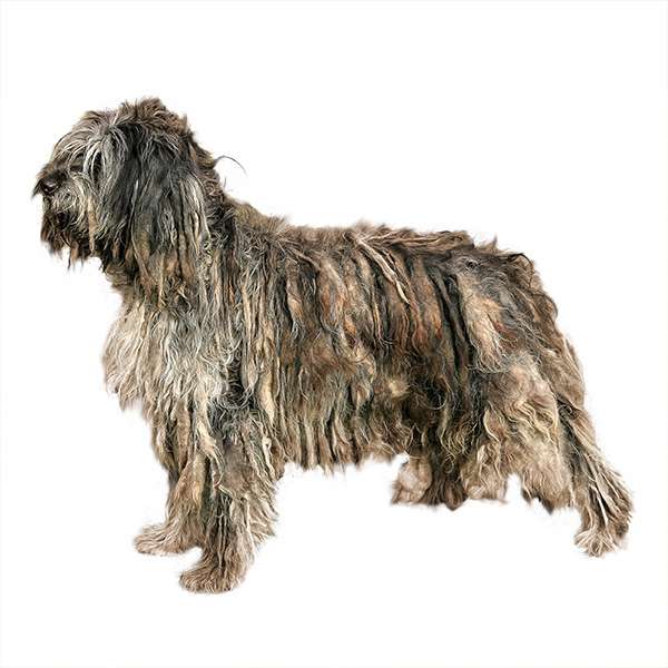 Cane Da Pastore Bergamasco Scheda Razza Su Cani It