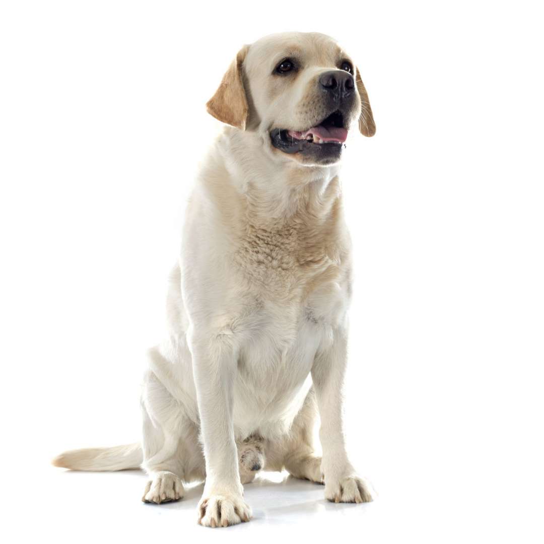 Labrador retriver