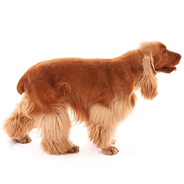 Cocker Spaniel americano (carattere, alimentazione, cura)