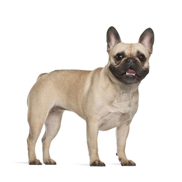 Bulldog Francese o Bouledogue Francese - Scheda razza su