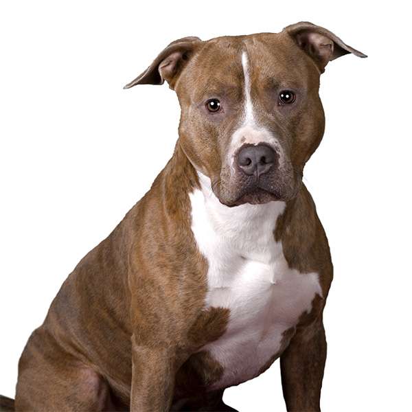 American Pit Bull Terrier Pit Bull Scheda Cane