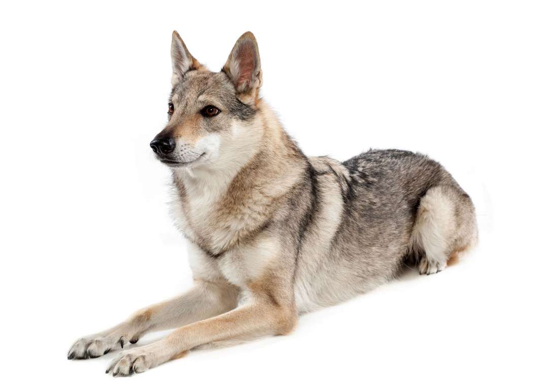 Cane da lupo cecoslovacco