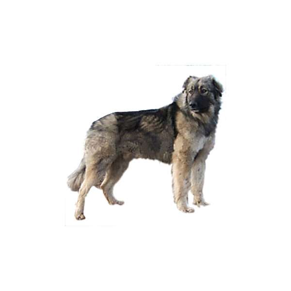 Romanian carpathian sheperd dog