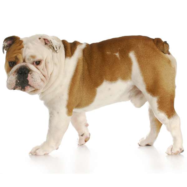 bulldog inglese