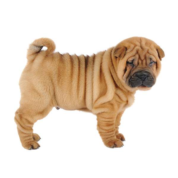 cane sharpei