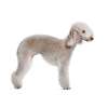 Bedlington terrier