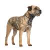 Border terrier