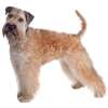 Irish soft coated wheaten terrier