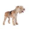 Lakeland terrier