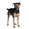 Manchester terrier