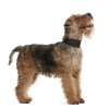 Welsh terrier