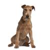 Irish terrier