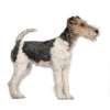 Fox terrier a pelo ruvido