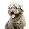 Irish glen of imaal terrier