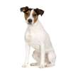 Parson russell terrier