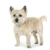 Cairn terrier