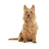 Australian terrier