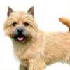 Norwich terrier