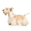 Scottish terrier