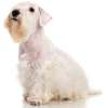 Sealyham terrier