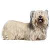 Skye terrier