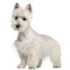 West highland white terrier