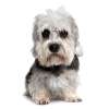 Dandie dinmont terrier