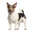 Jack russell terrier