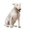 Bull terrier inglese taglia normale