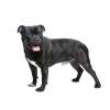 Staffordshire bull terrier