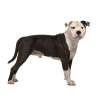 American staffordshire terrier