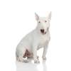 Bull terrier inglese miniatura