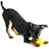 English toy terrier black and tan