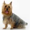 Australian silky terrier