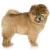 Chow-chow