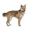 Shiba