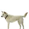 Korea jindo dog