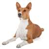 Basenji