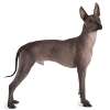 Xoloitzcuintle