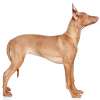 Pharaon hound